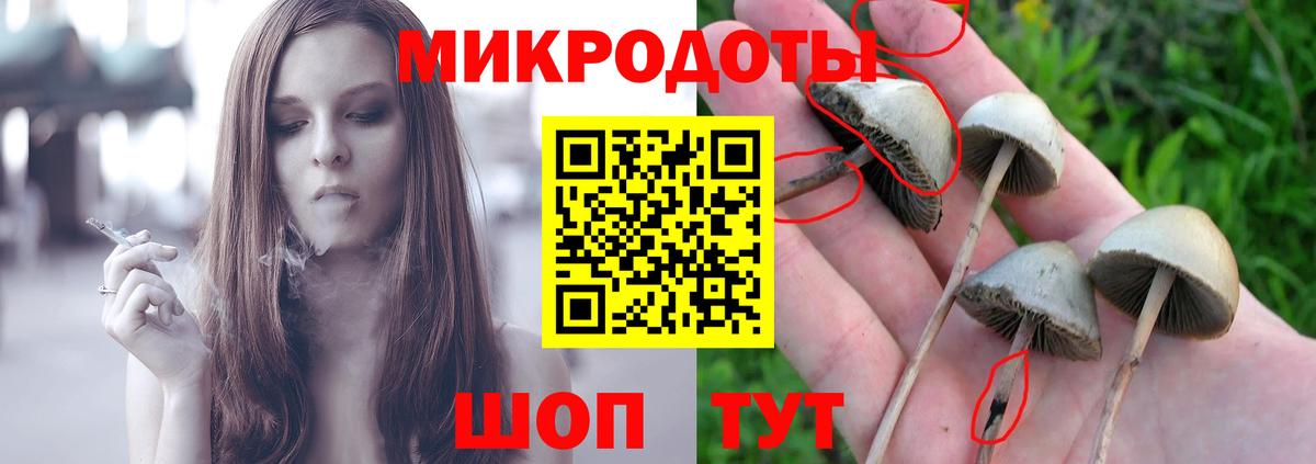 Галлюциногенные грибы Psilocybe Ковров
